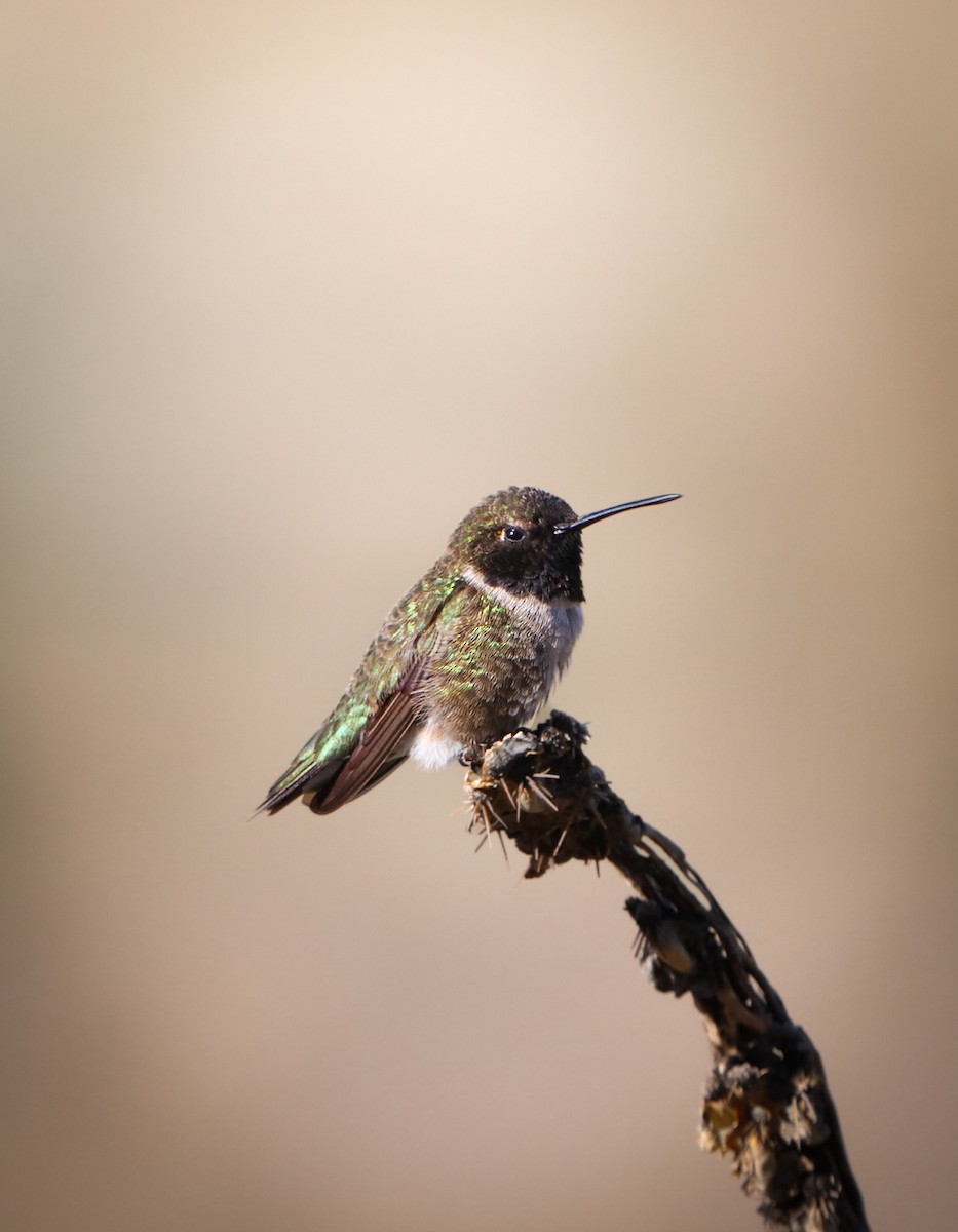 Black-chinned Hummingbird - Mackenzie Johnston