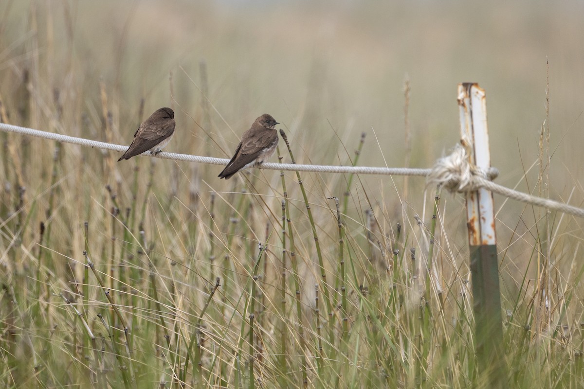 Northern Rough-winged Swallow - ML618210614