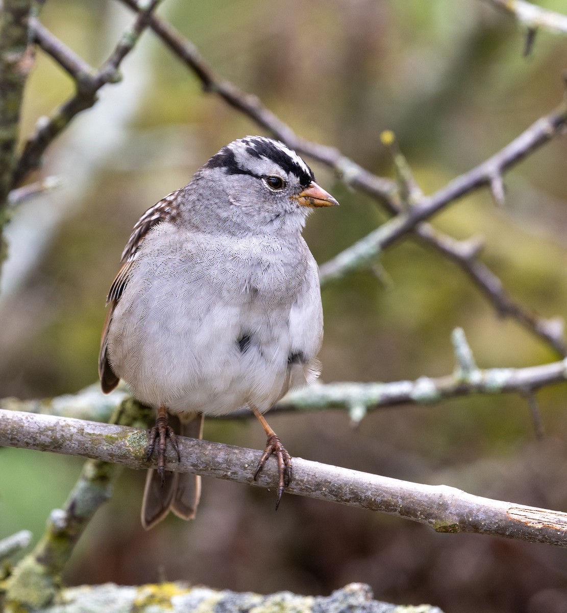 White-crowned Sparrow - Edward Grzeda