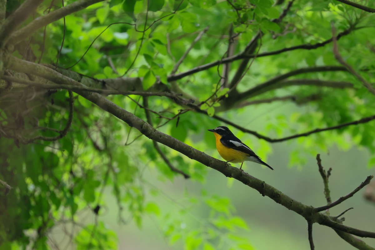 Yellow-rumped Flycatcher - Chi-Hsuan Shao