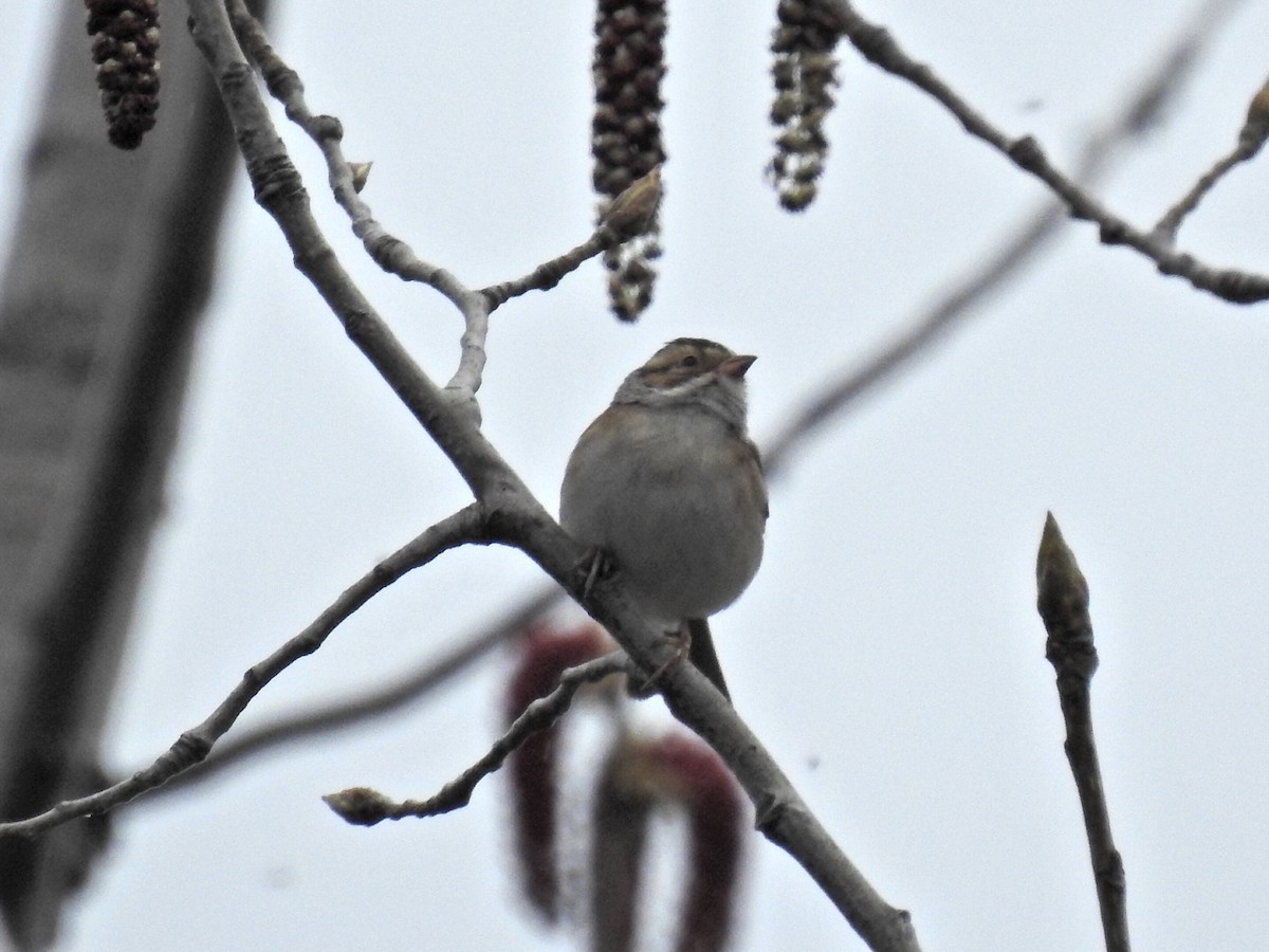 Clay-colored Sparrow - ML618210878