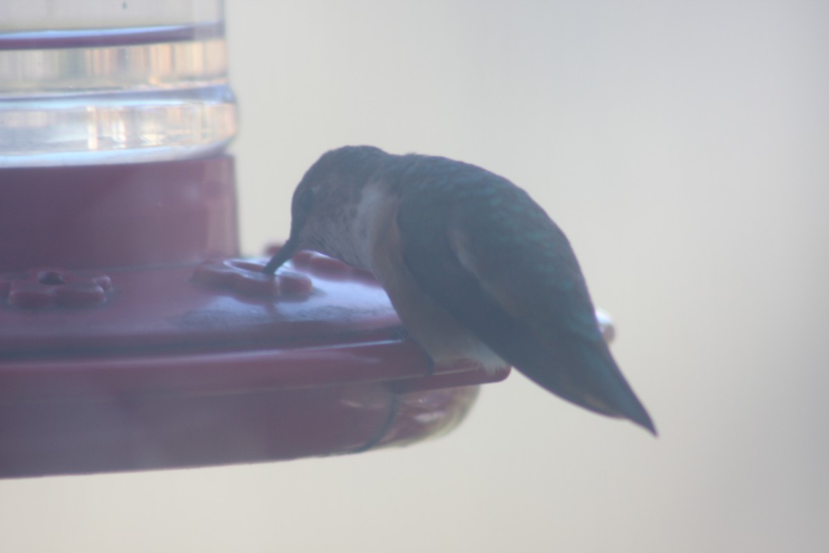 Rufous Hummingbird - ML618210918
