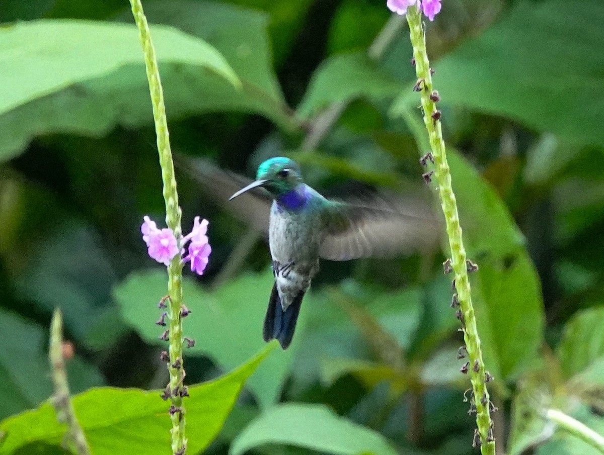Blue-chested Hummingbird - ML618210919