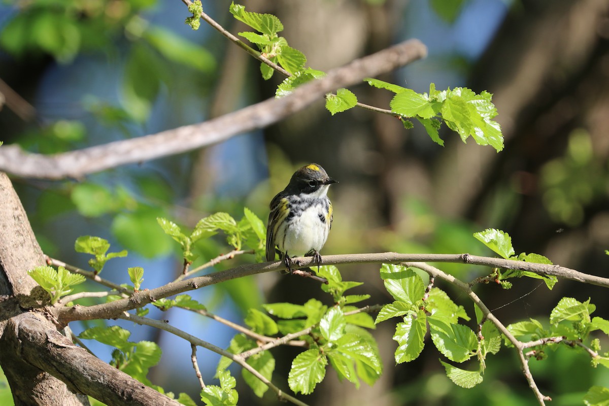 Yellow-rumped Warbler (Myrtle) - ML618210922