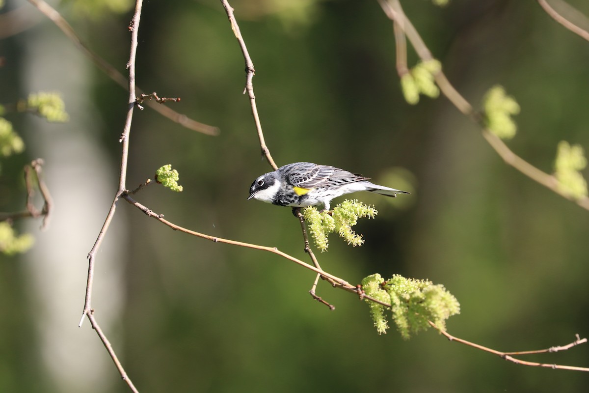 Yellow-rumped Warbler (Myrtle) - ML618210924
