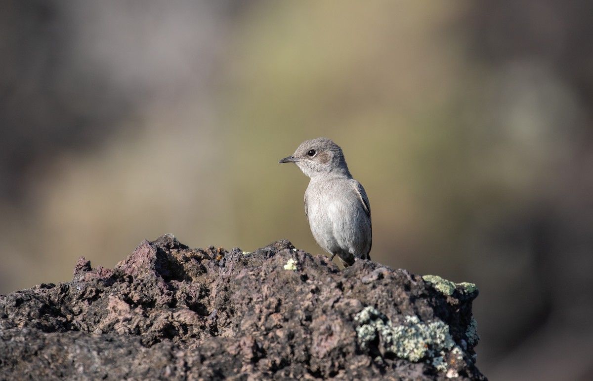 Sombre Rock Chat - ML618210929