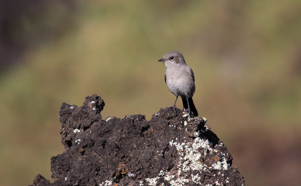 Sombre Rock Chat - ML618210931