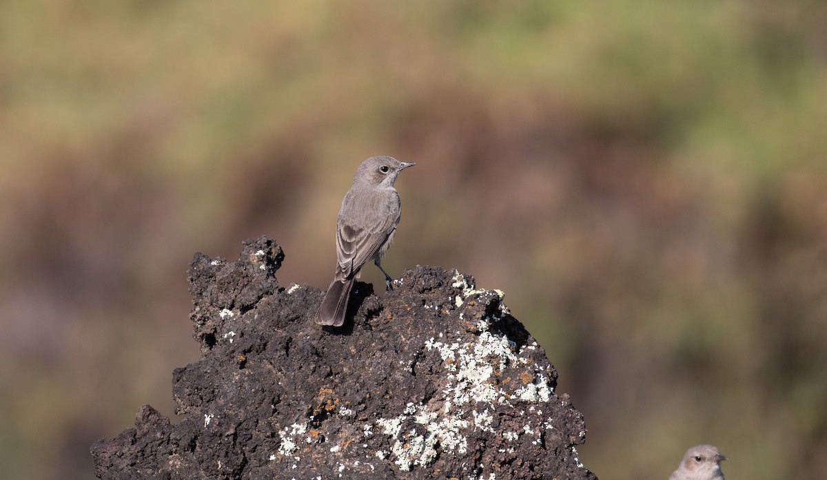 Sombre Rock Chat - ML618210933