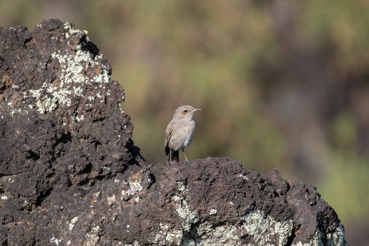 Sombre Rock Chat - ML618210937