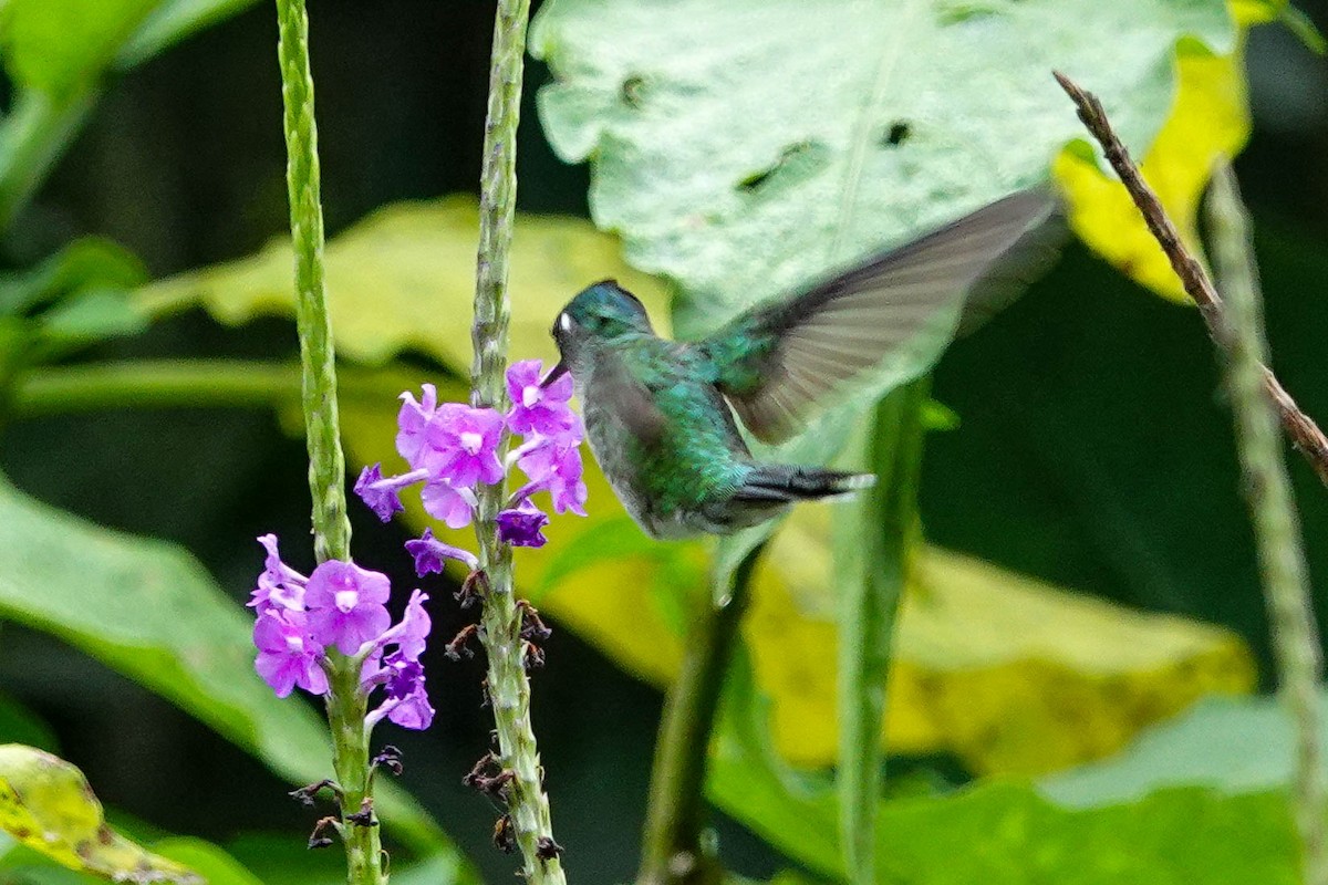 Blue-chested Hummingbird - Kathy Doddridge