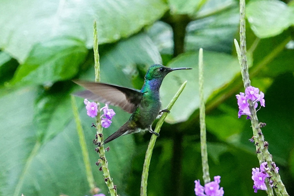 Blue-chested Hummingbird - Kathy Doddridge