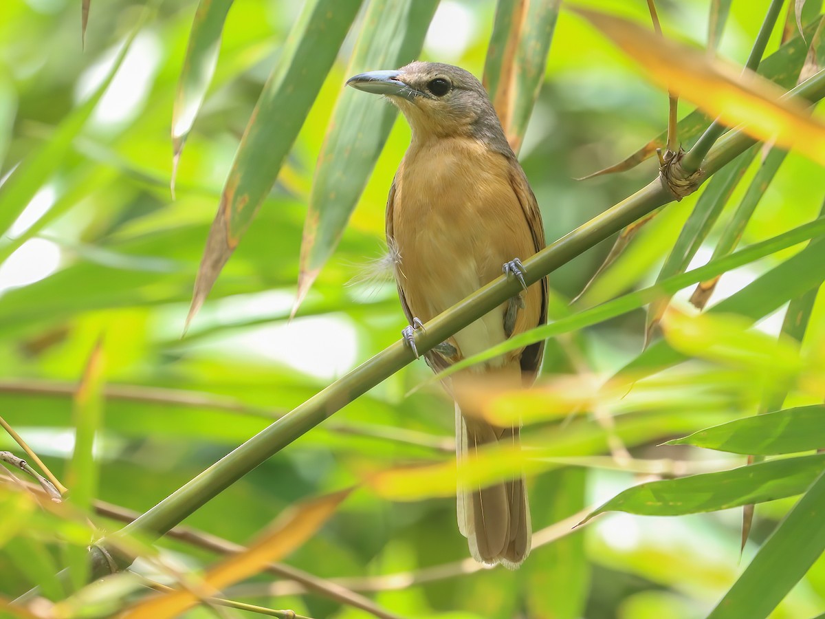 Sabine's Puffback - Dryoscopus sabini - Birds of the World