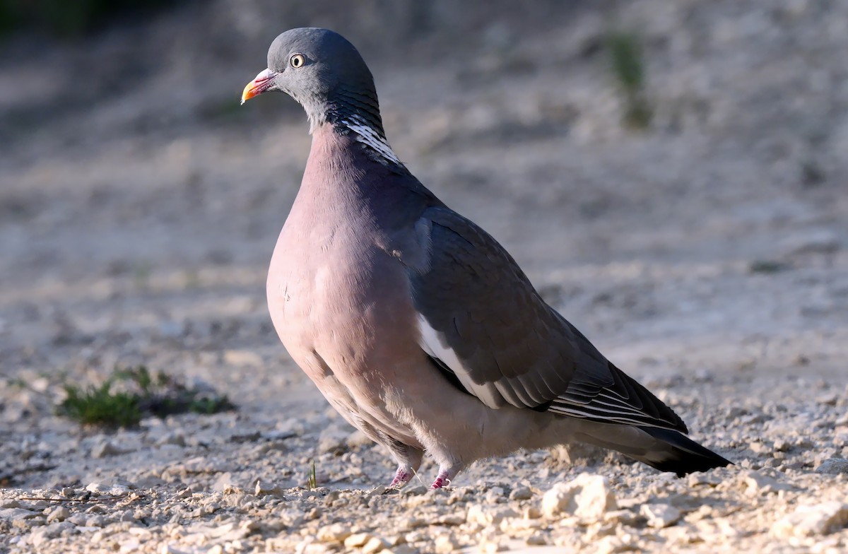 Common Wood-Pigeon (White-necked) - ML618211006