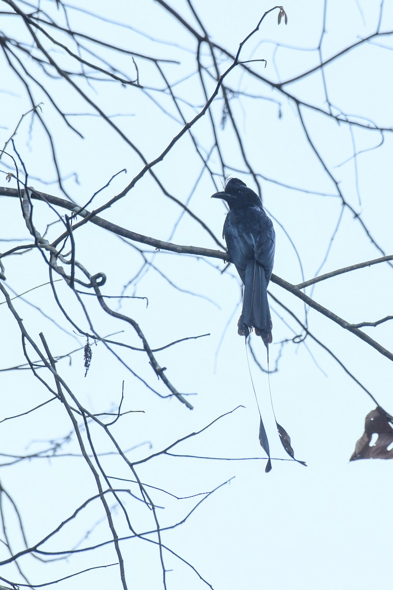 Lesser/Greater Racket-tailed Drongo - ML618211013