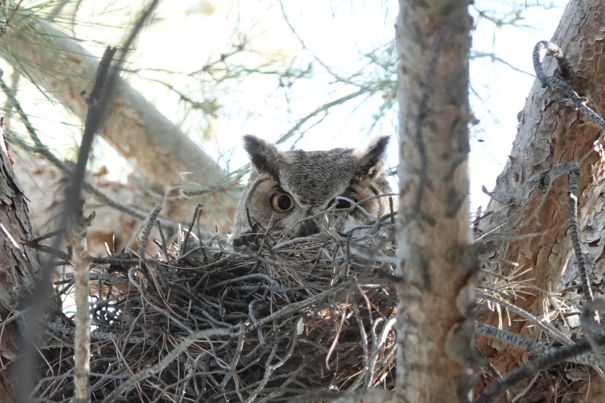 Great Horned Owl - ML618211057