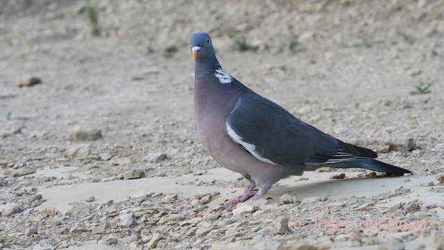 Common Wood-Pigeon (White-necked) - ML618211114