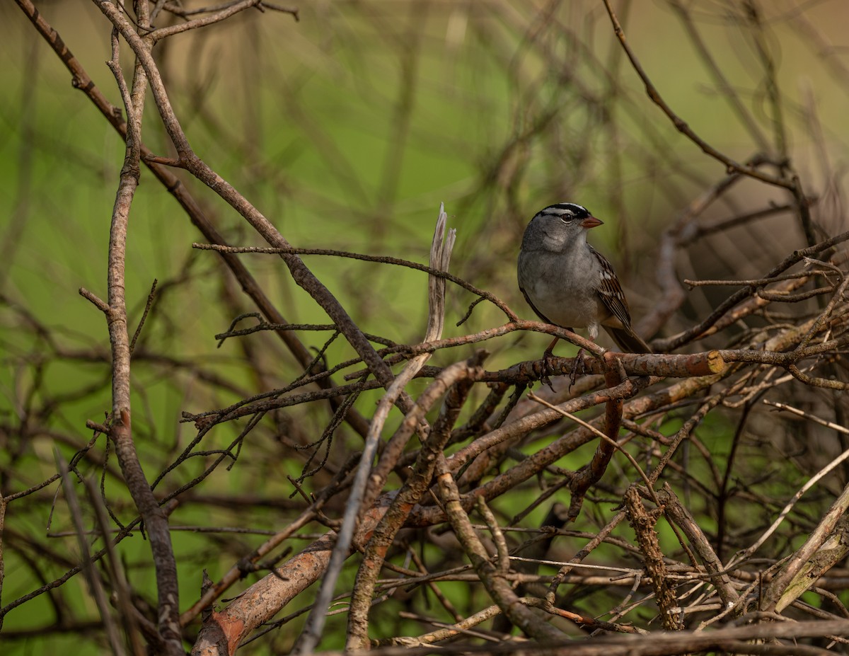 White-crowned Sparrow - Karen Lee Lewis