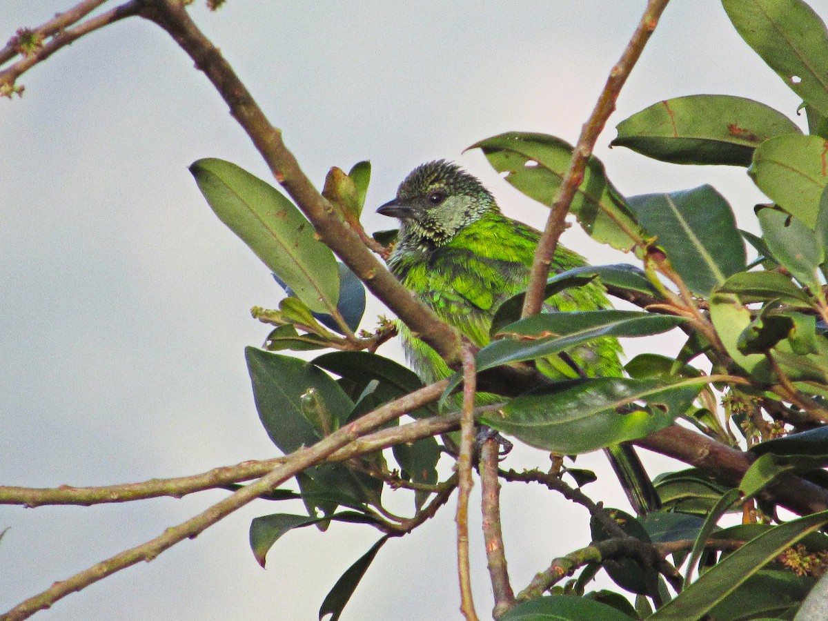 Black-capped Tanager - ML618211158