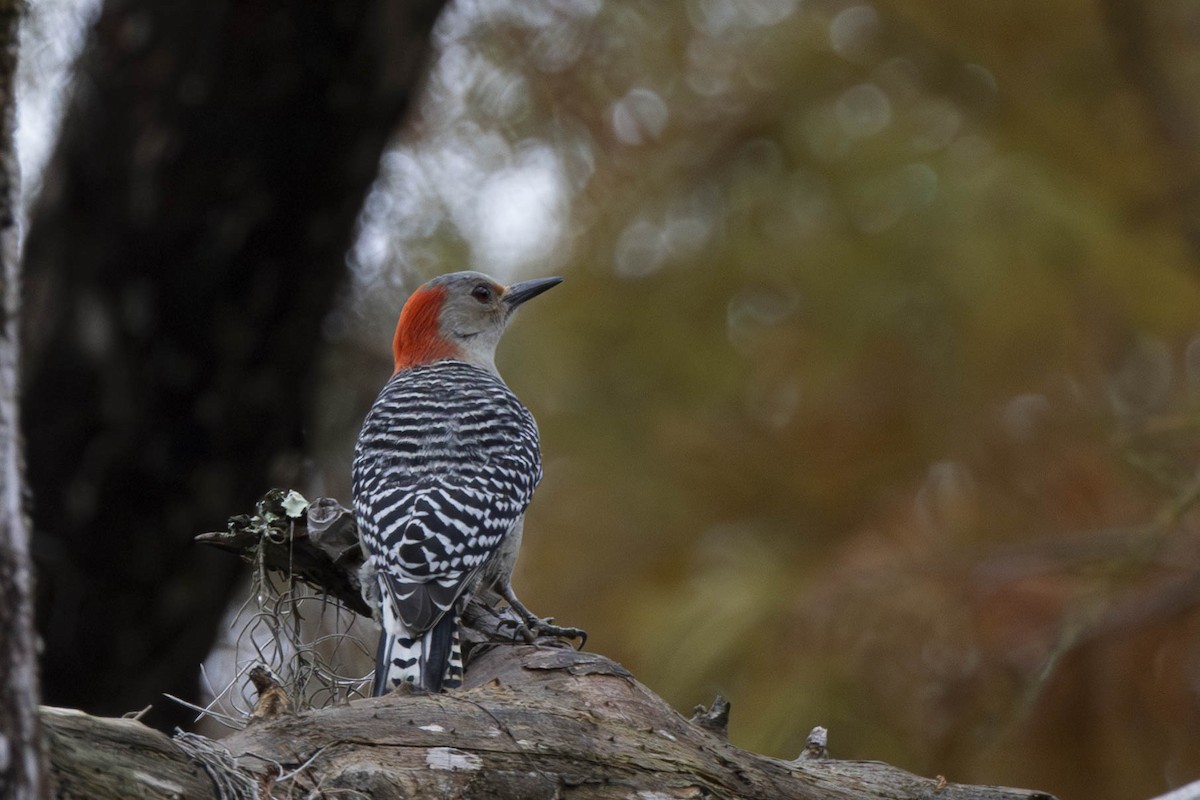 Red-bellied Woodpecker - Leia Hewitt