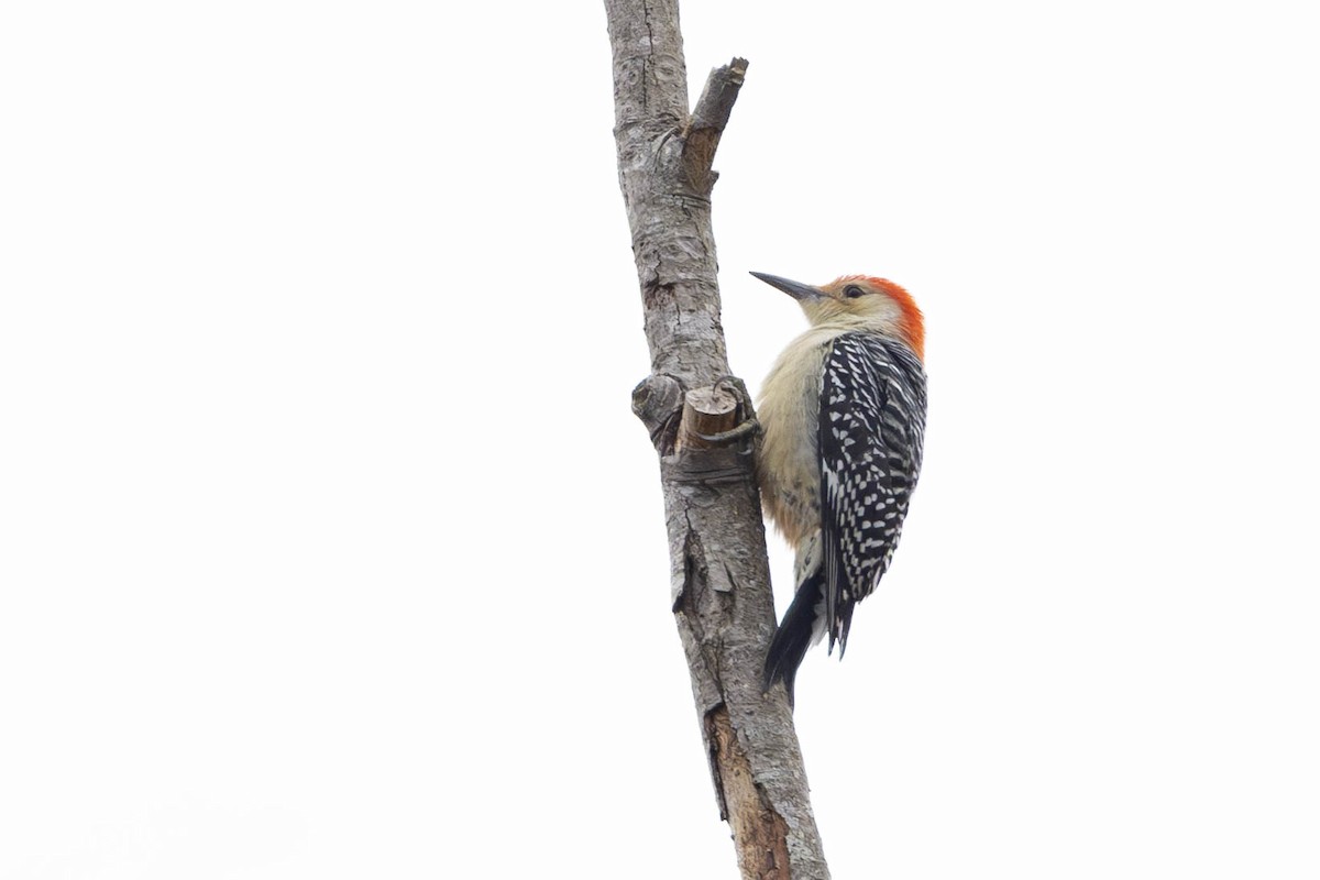 Red-bellied Woodpecker - Leia Hewitt