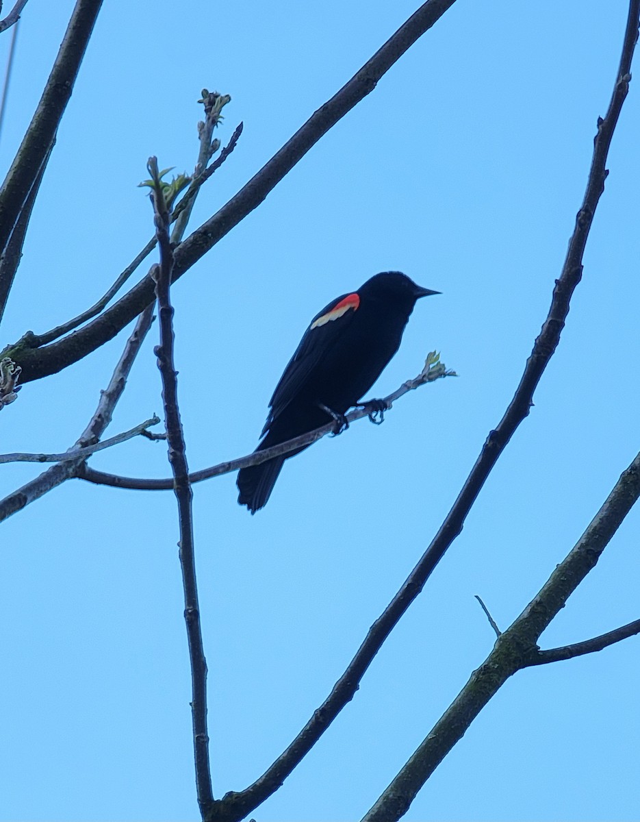 Red-winged Blackbird - ML618211184