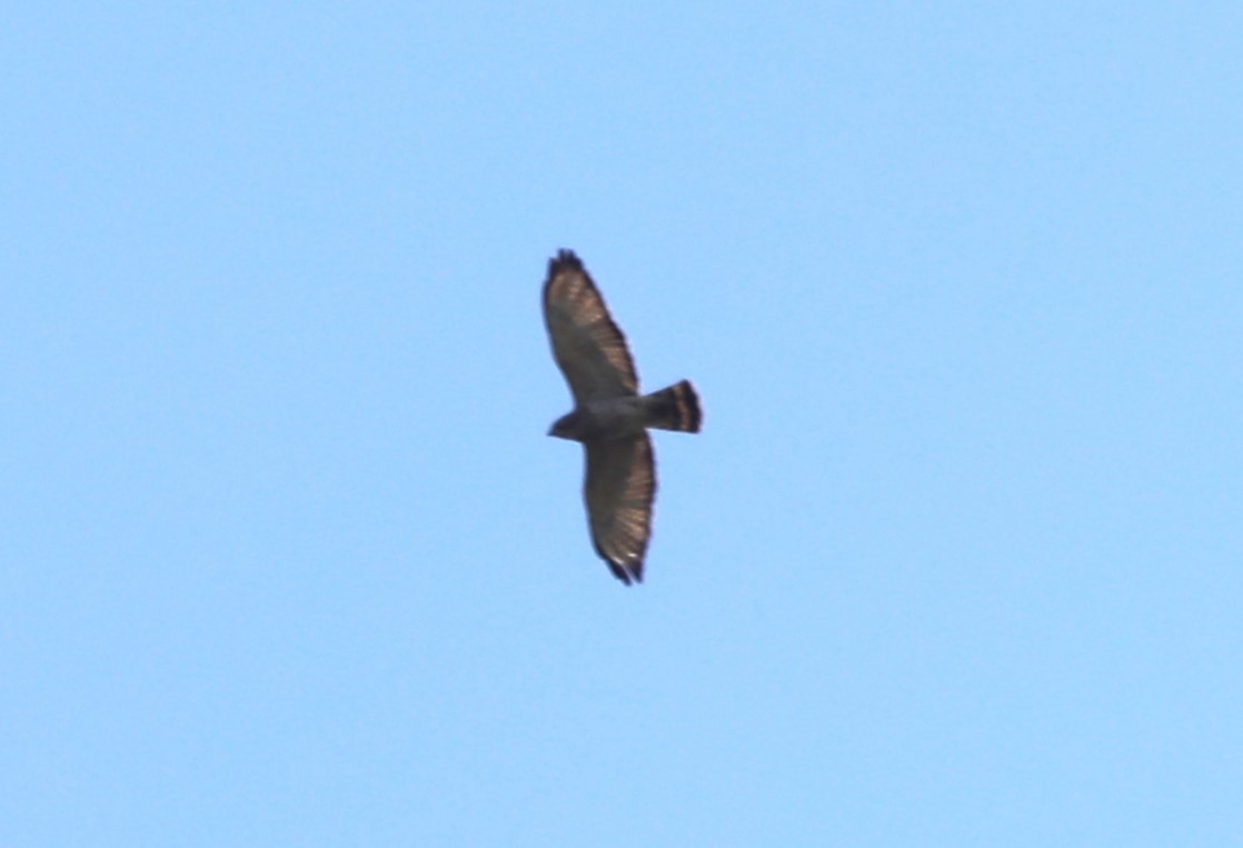 Broad-winged Hawk - ML618211195