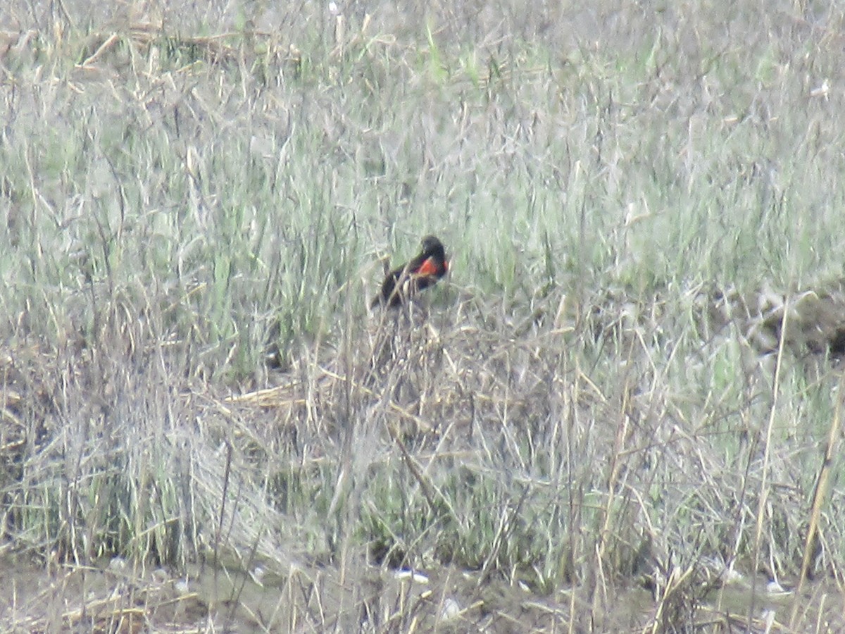 Red-winged Blackbird - ML618211202