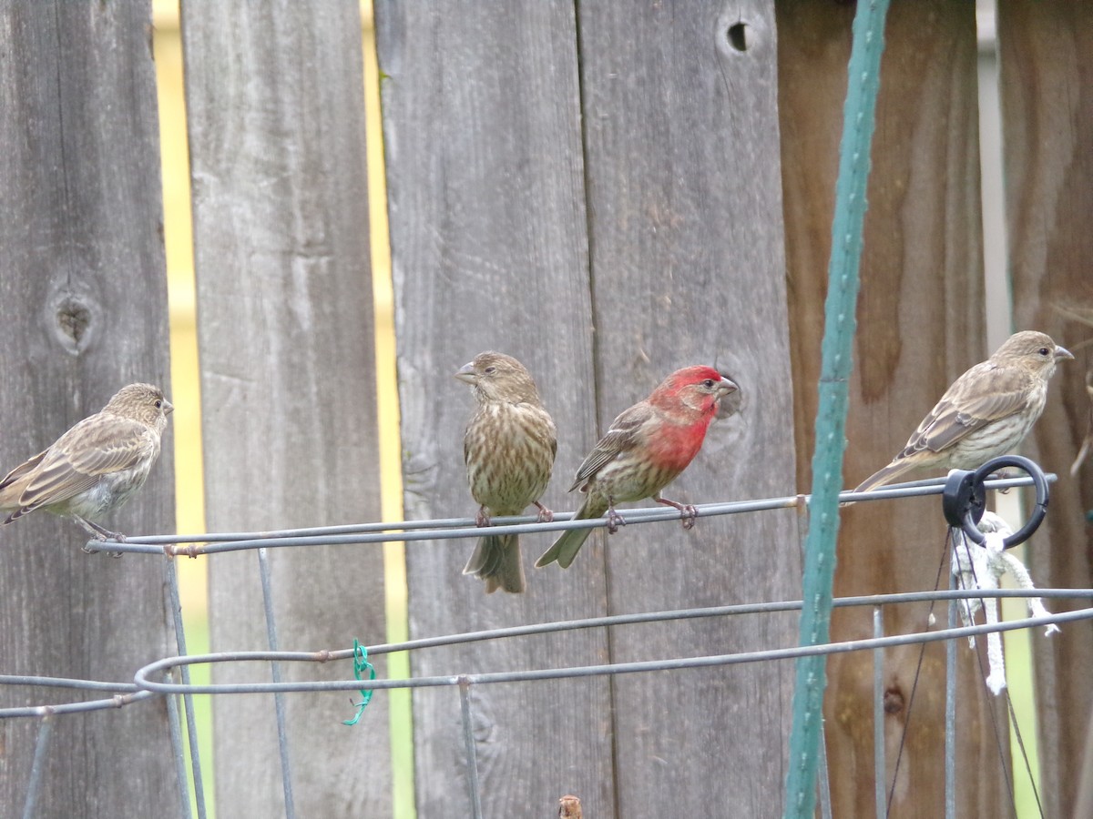 House Finch - Texas Bird Family