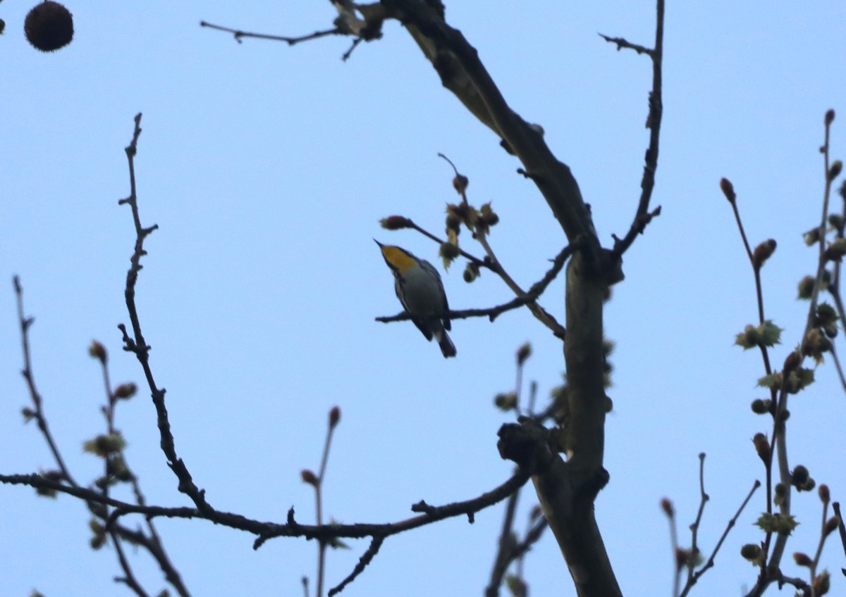 Yellow-throated Warbler - ML618211221