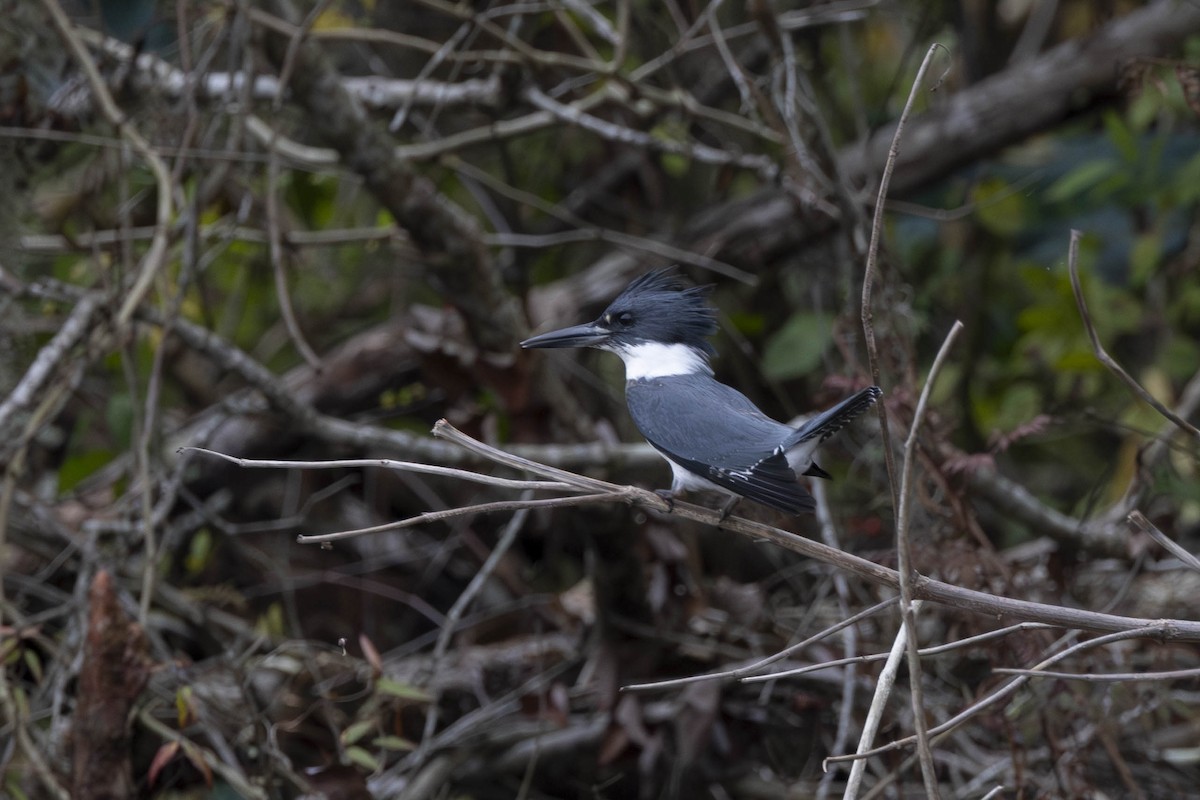 Belted Kingfisher - Leia Hewitt