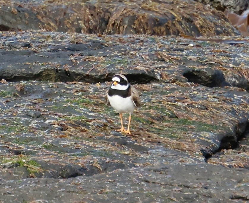 Common Ringed Plover - ML618211242