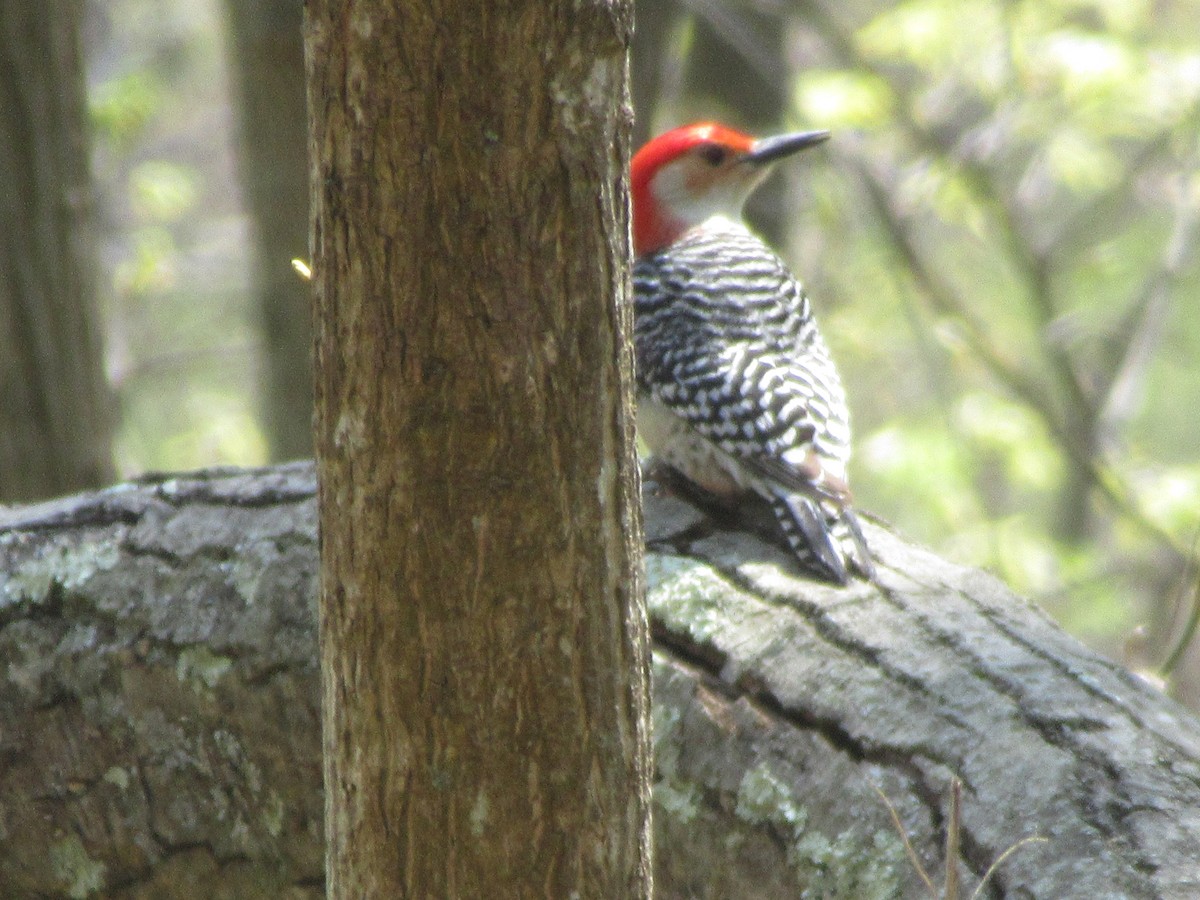 Red-bellied Woodpecker - Barry Capella