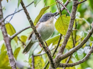  - Pink-footed Puffback