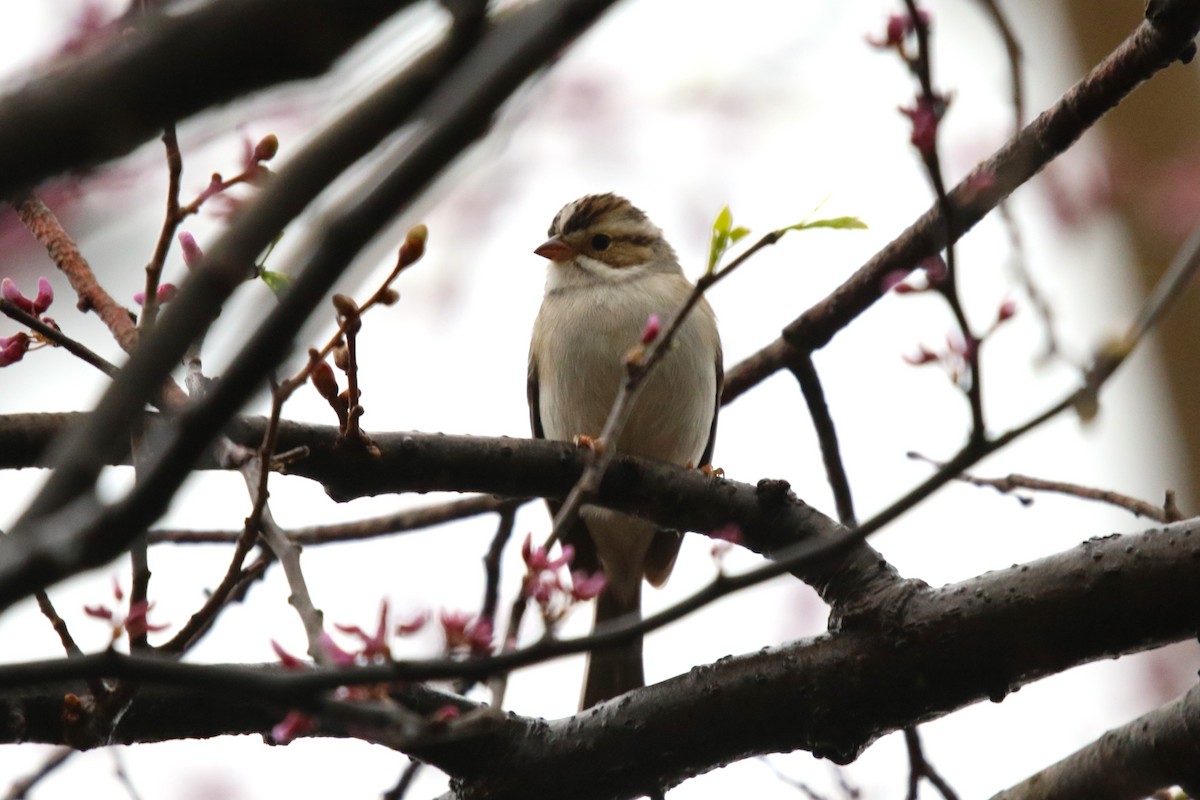 Clay-colored Sparrow - ML618211298