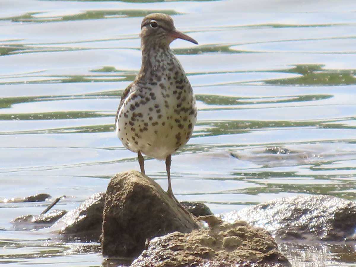 Spotted Sandpiper - Woody & Rae Dubois