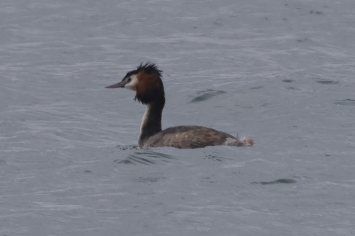 Great Crested Grebe - ML618211312