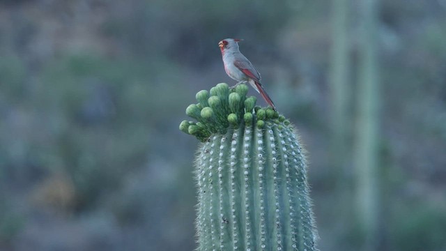 Arizona Kardinalı - ML618211341