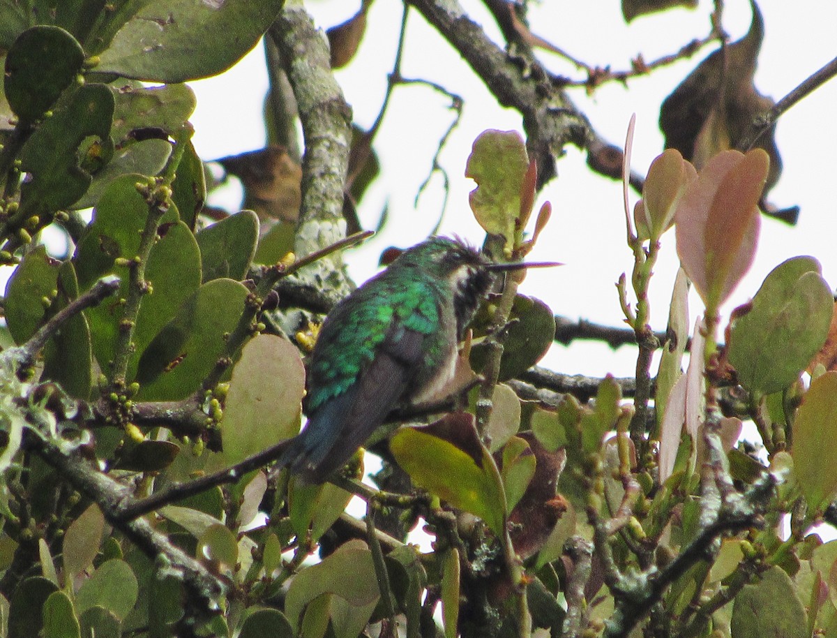 kolibřík tropický - ML618211352