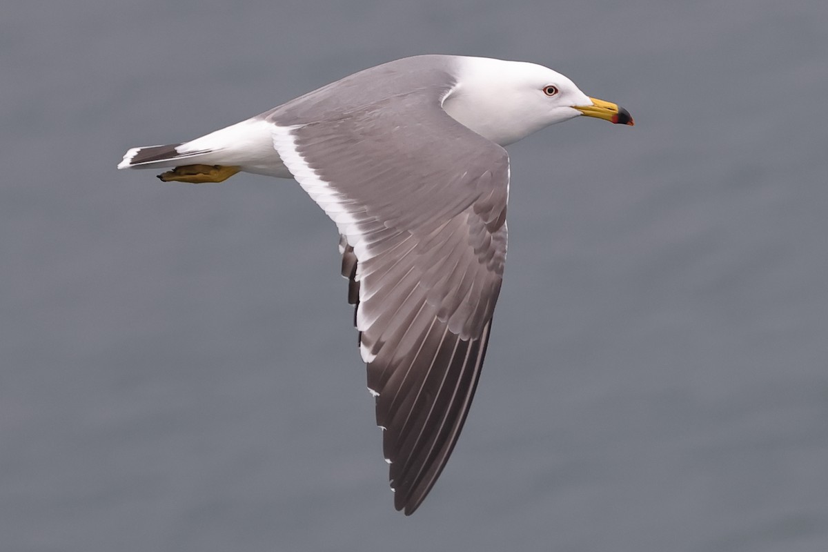 Black-tailed Gull - ML618211355