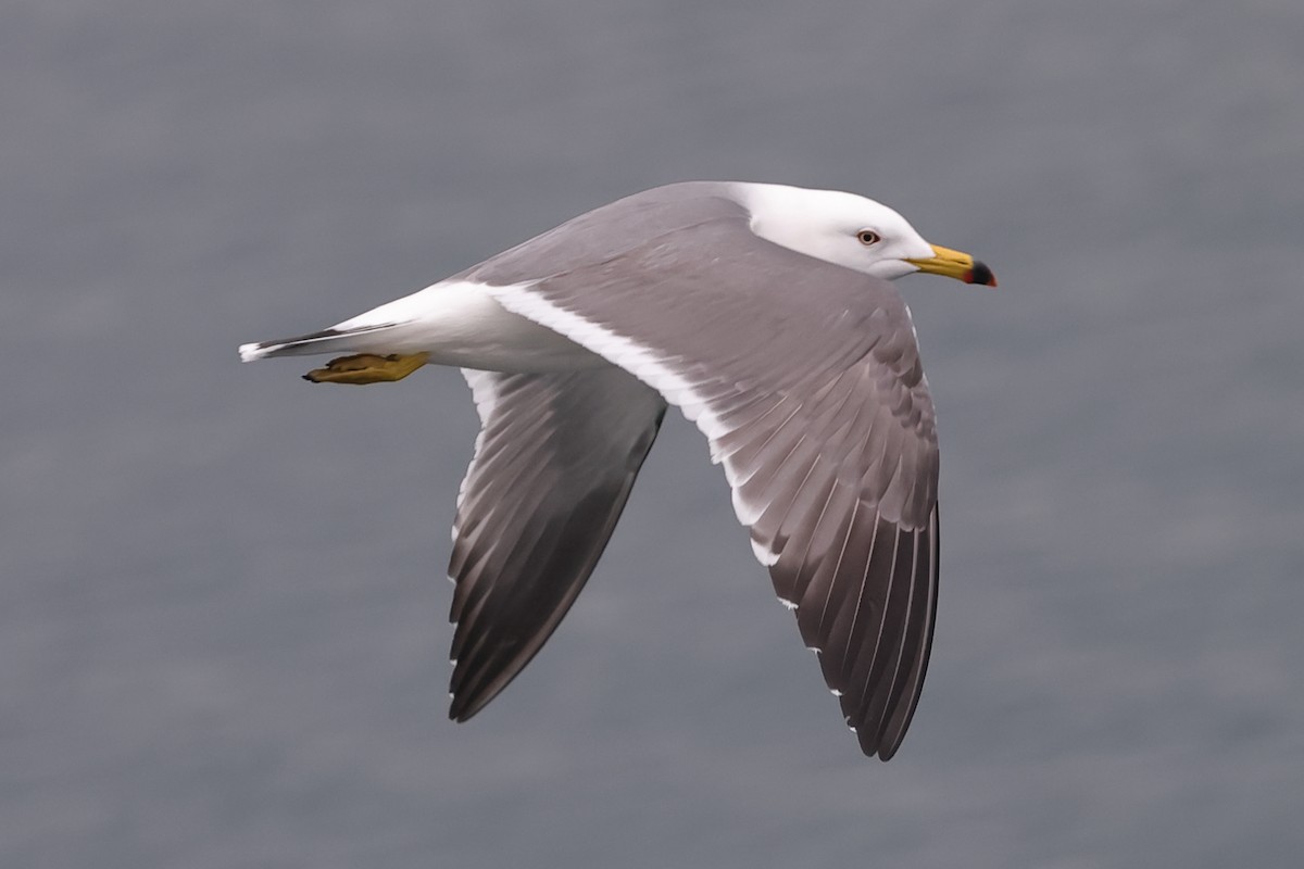 Black-tailed Gull - ML618211357