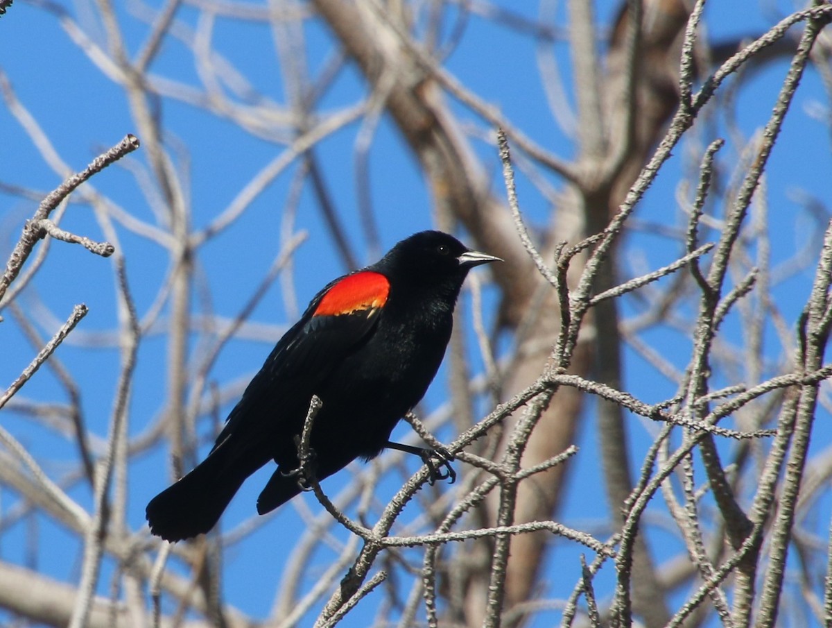 Red-winged Blackbird - Doug Henderson