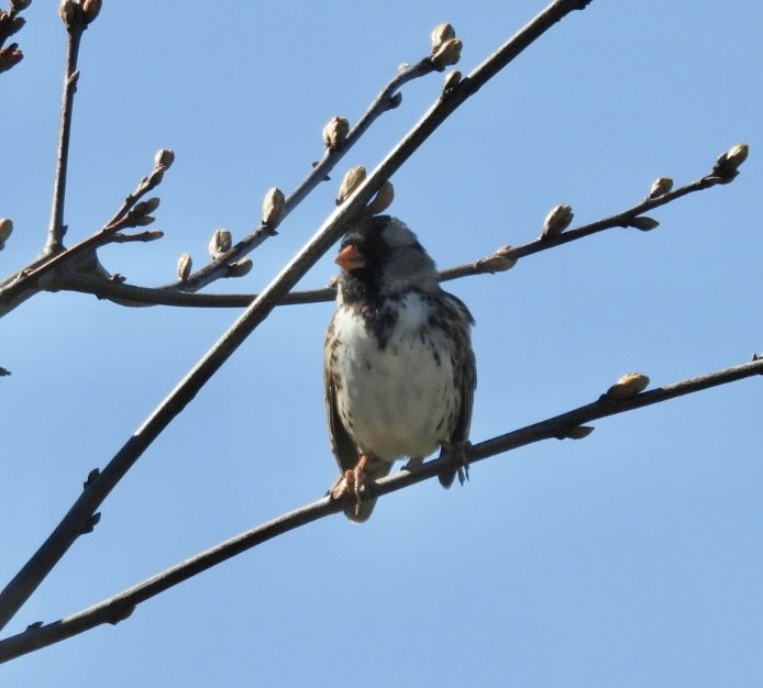 Harris's Sparrow - ML618211365