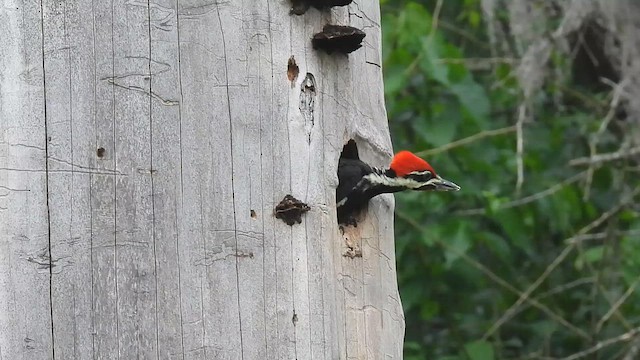 Pileated Woodpecker - ML618211367