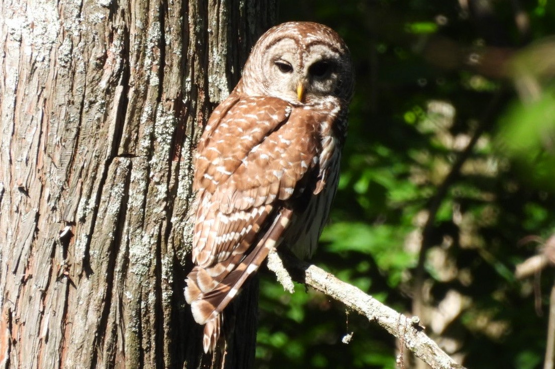 Barred Owl - Bonnie Cockings