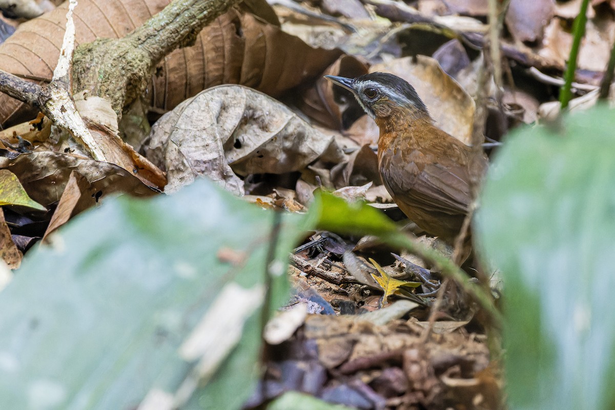 Malayan Black-capped Babbler - Muangpai Suetrong