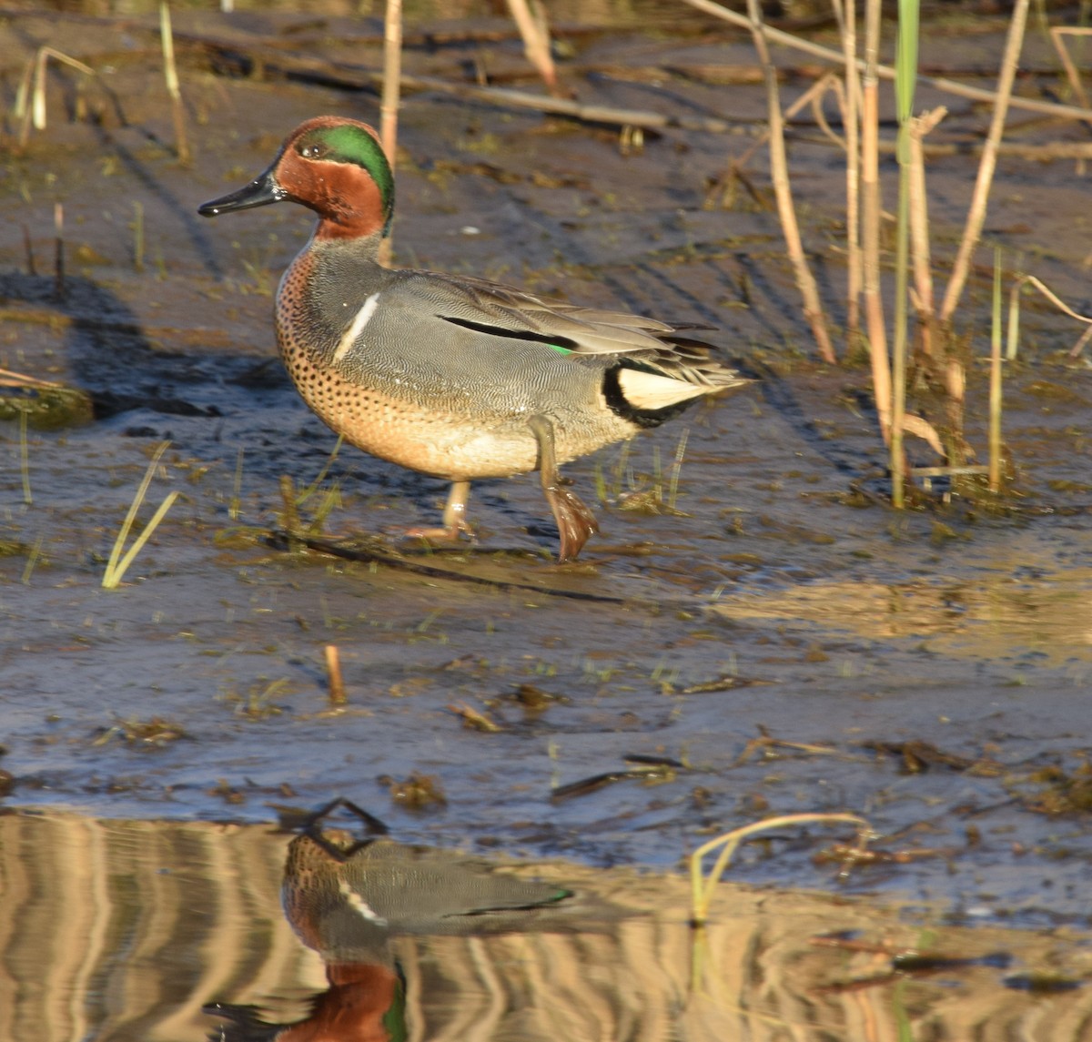 Green-winged Teal - ML618211414