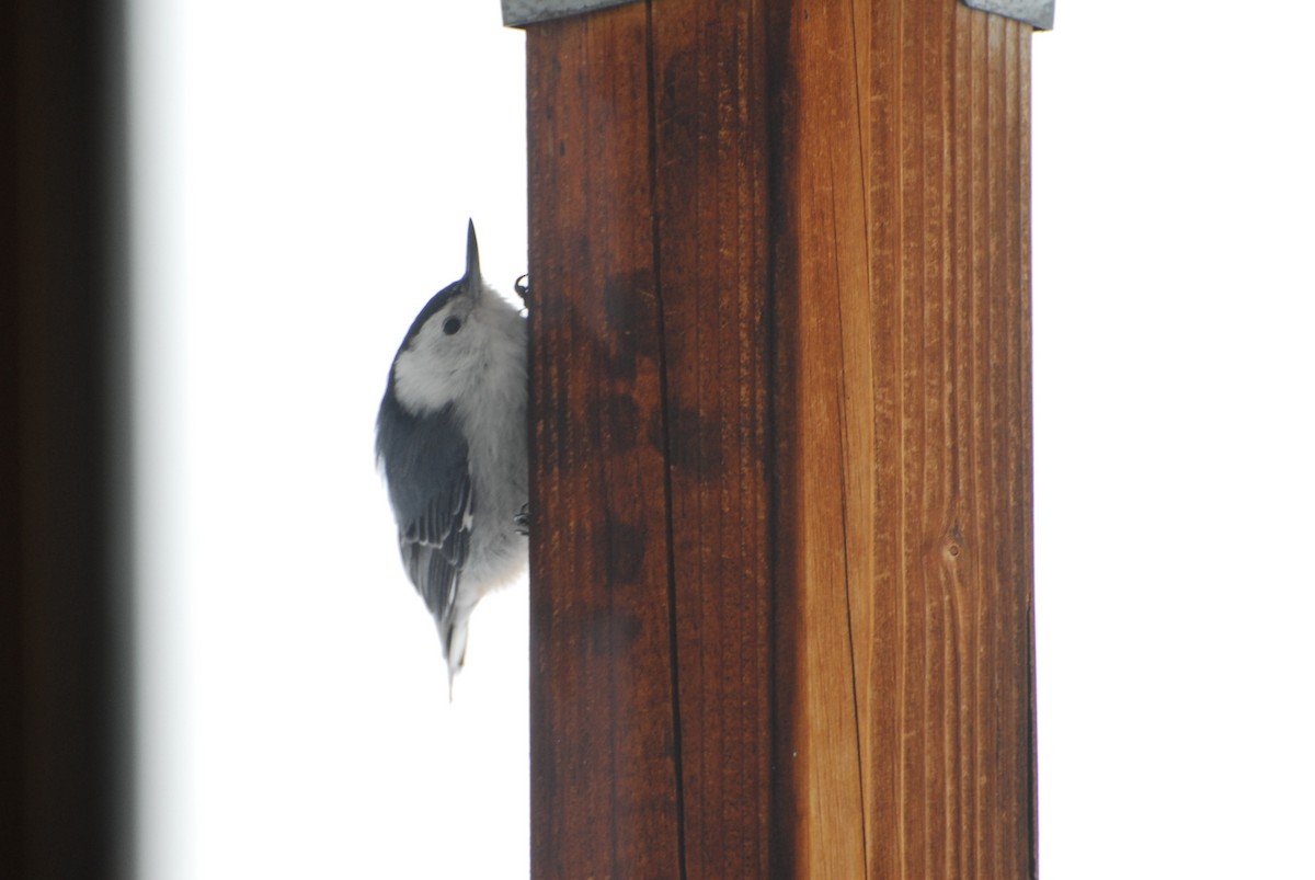 White-breasted Nuthatch - ML618211415