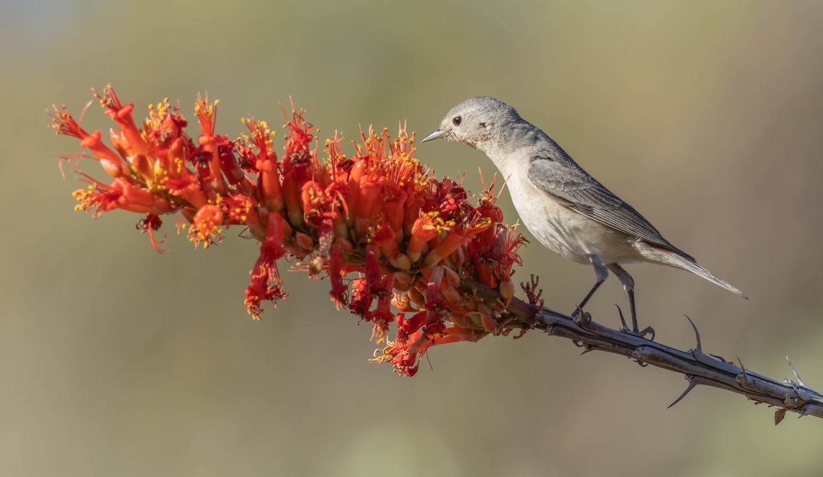 Lucy's Warbler - ML618211425