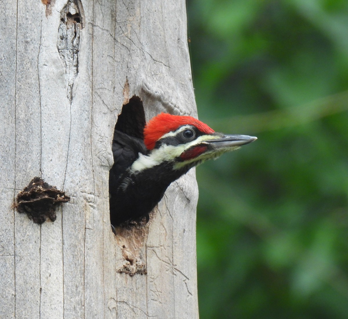 Pileated Woodpecker - ML618211441