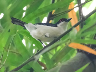  - Red-eyed Puffback